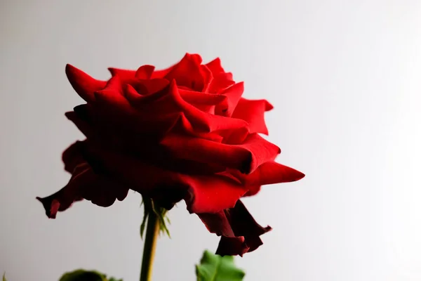 Růže pro romantický Valentines Festival — Stock fotografie