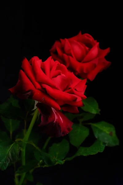 Rosen zum romantischen Valentinstag — Stockfoto