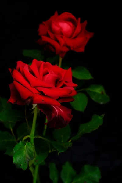 Rosas para o romântico Festival dos Namorados — Fotografia de Stock