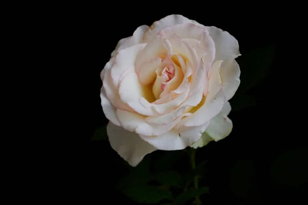 Rozen voor romantisch Valentijnsdag Festival — Stockfoto