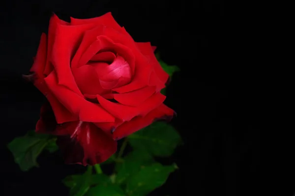 Rosas para o romântico Festival dos Namorados — Fotografia de Stock