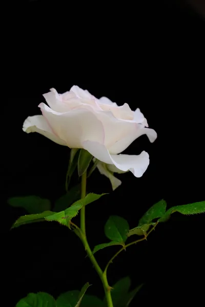 Фестиваль троянд для романтичних свят — стокове фото