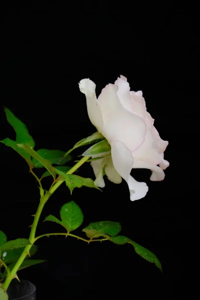 Rosas para San Valentín romántico Festival — Foto de Stock