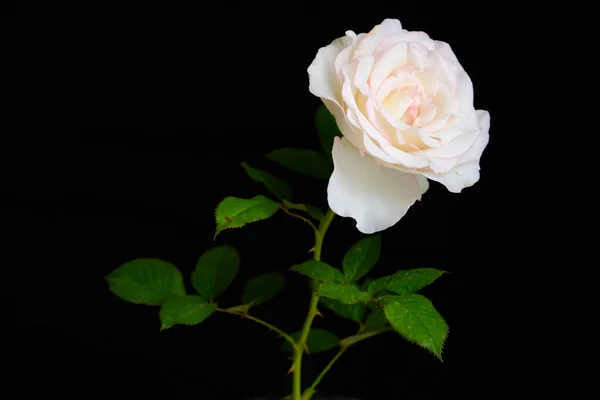 Róże na romantyczne Walentynki Festiwal — Zdjęcie stockowe