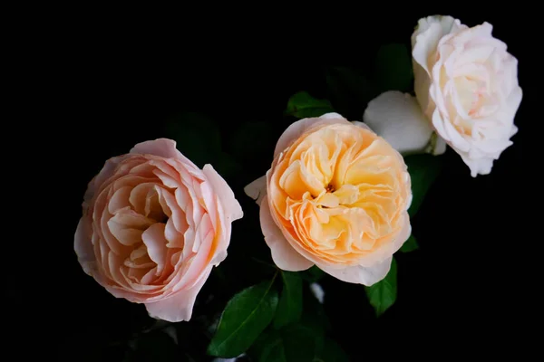 Rosas para o romântico Festival dos Namorados — Fotografia de Stock