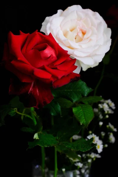 情人节浪漫的玫瑰 — 图库照片
