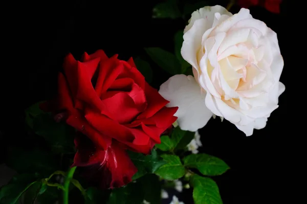 Rozen voor romantisch Valentijnsdag Festival — Stockfoto