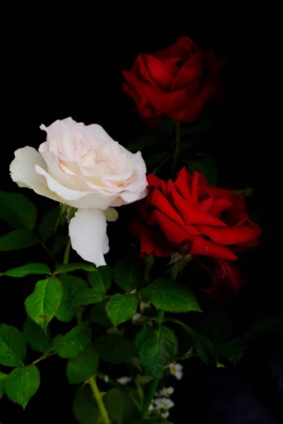 Rosas para o romântico Festival dos Namorados — Fotografia de Stock