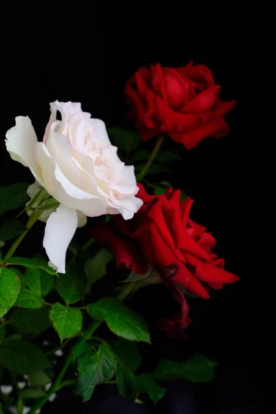 Rosas para o romântico Festival dos Namorados — Fotografia de Stock