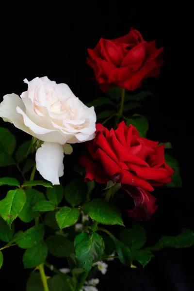 Roses pour Valentines romantiques Festival — Photo