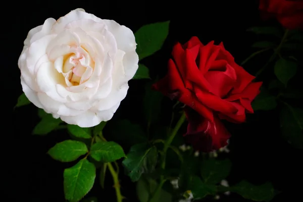 Rozen voor romantisch Valentijnsdag Festival — Stockfoto