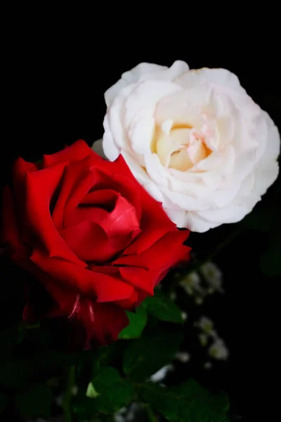 Rózsa romantikus Valentin Fesztivál — Stock Fotó
