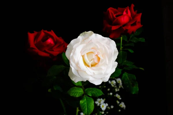 Rosen zum romantischen Valentinstag — Stockfoto