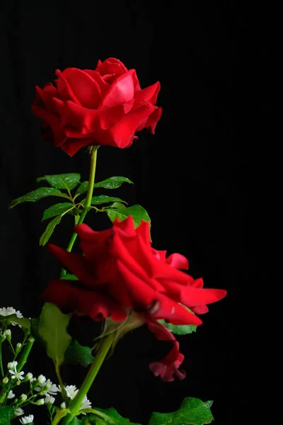 情人节浪漫的玫瑰 — 图库照片