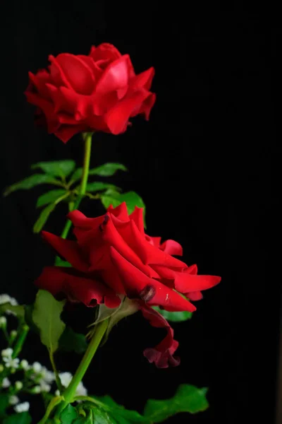 Rosas para o romântico Festival dos Namorados — Fotografia de Stock