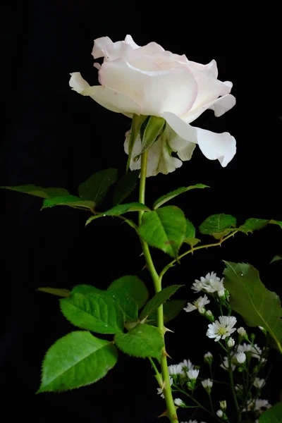 Romantik Sevgililer Günü için güller — Stok fotoğraf