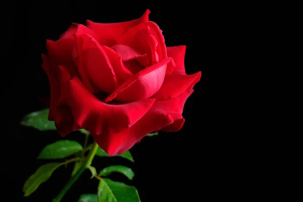 Rózsa romantikus Valentin Fesztivál — Stock Fotó