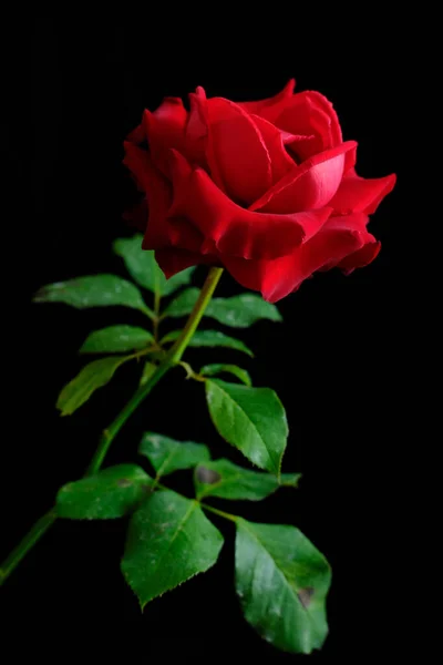 Rosas para o romântico Festival dos Namorados — Fotografia de Stock