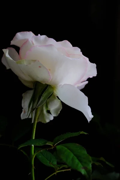 Roses for romantic Valentines Festival — Stock Photo, Image