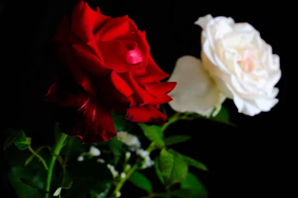 Rosas para o romântico Festival dos Namorados — Fotografia de Stock