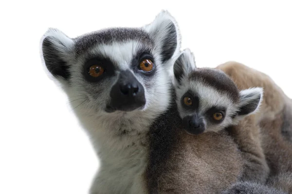 Ring tailed lemurer — Stock fotografie