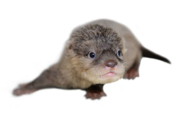 Baby otter — Stock Photo, Image