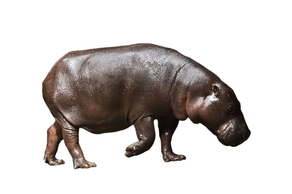 Pygmy nijlpaarden — Stockfoto