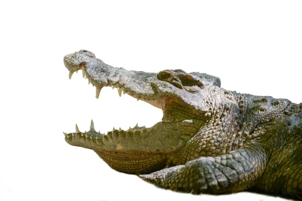 Крокодиловый рот — стоковое фото