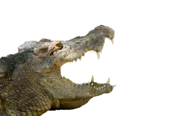 Crocodile mouth