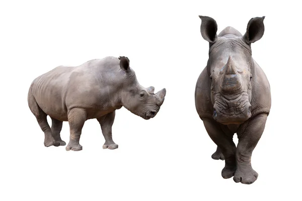 Beyaz rhino — Stok fotoğraf