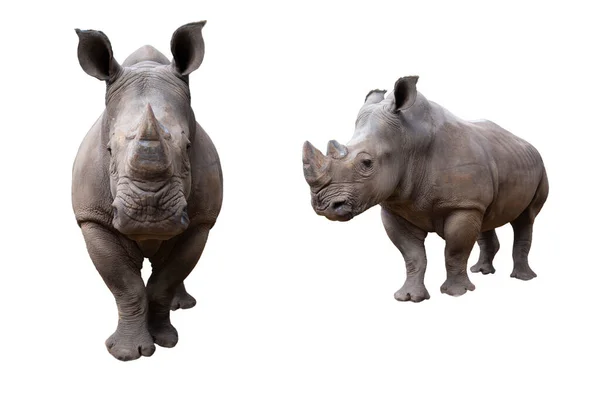 Beyaz rhino — Stok fotoğraf