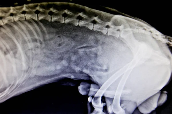 Рентгеновские снимки диких животных — стоковое фото