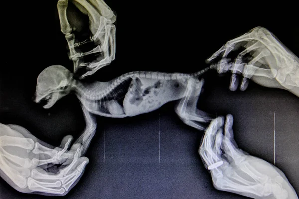 X-ray images of wild animal — Stock Photo, Image