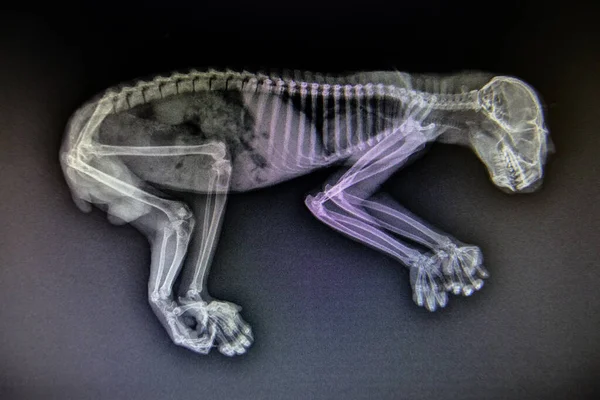 X-ray images of wild animal — Stock Photo, Image