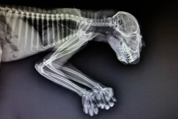 X-ray images of wild animal — Stock Photo, Image