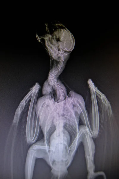 X-ray images of wild animal — Stock Photo, Image