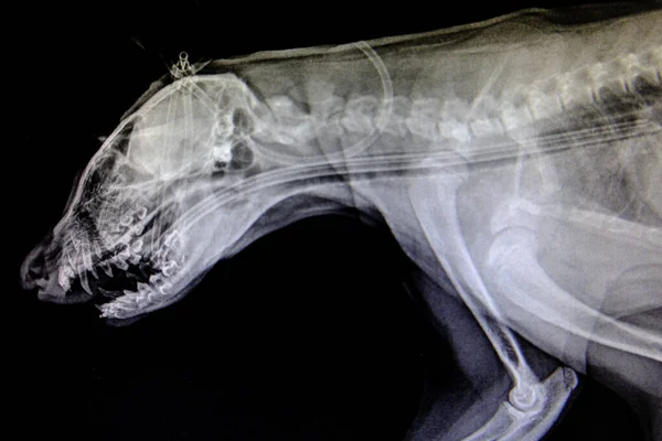 X-ray images of wild animal — Stock Photo, Image