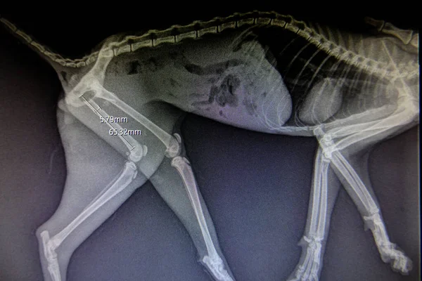 X-ray images of wild animal