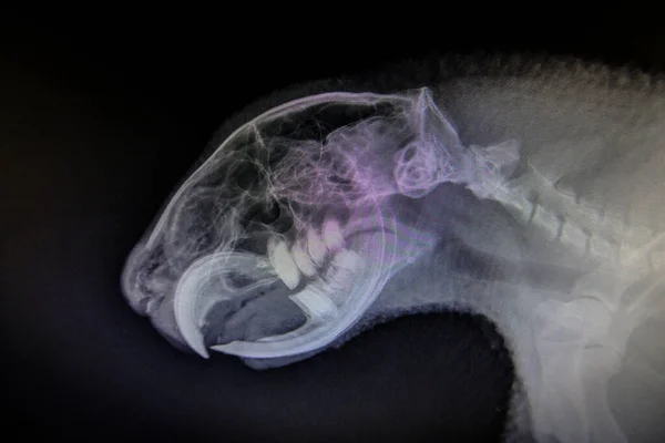 X-ray images of wild animal — Stock Photo, Image