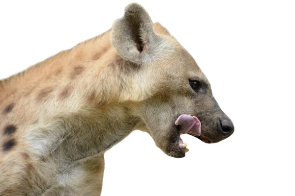 Gevlekte hyena — Stockfoto