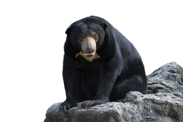 Orso sole — Foto Stock