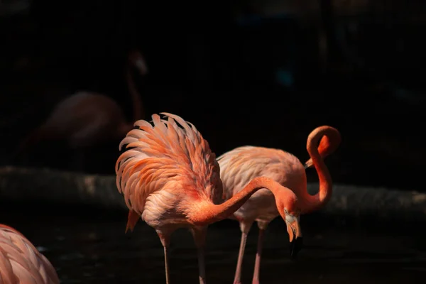 Amerikaanse flamingo — Stockfoto