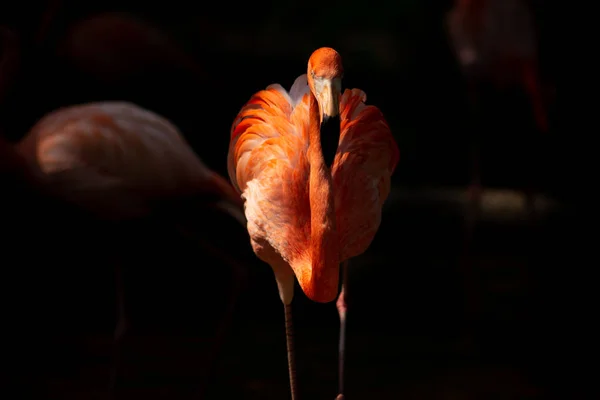 Amerikaanse flamingo — Stockfoto