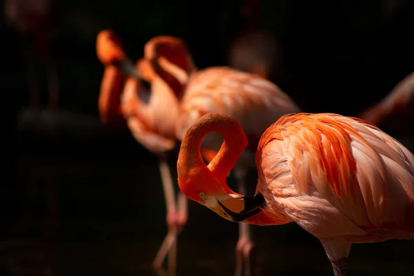 Amerikaanse flamingo — Stockfoto