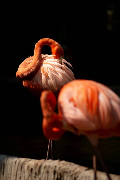 Amerikaanse flamingo — Stockfoto