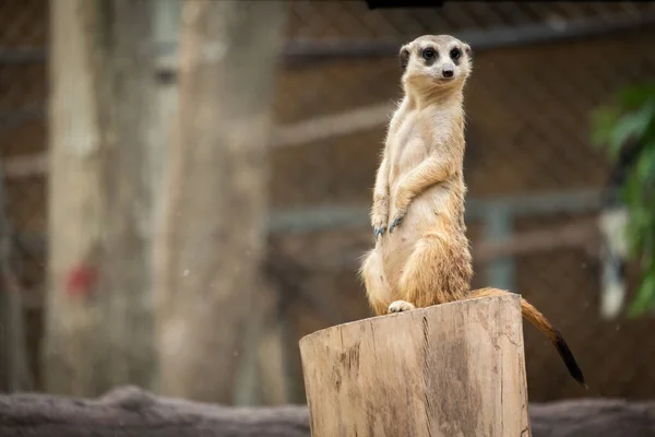 Meerkat. — Fotografia de Stock