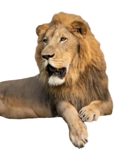 Male lion — Stock Photo, Image