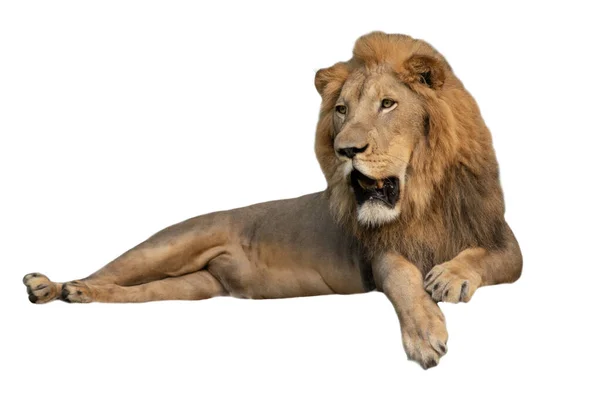 Lion mâle — Photo