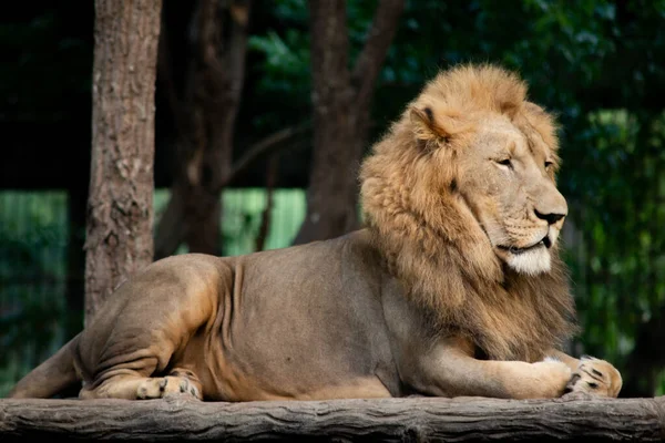 León macho — Foto de Stock