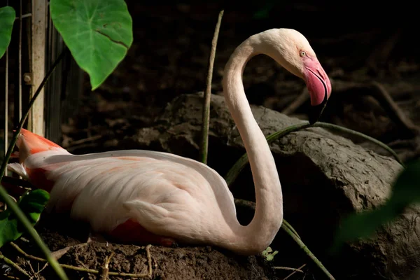 Flamingo — Stockfoto